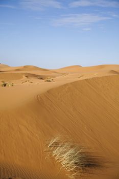 Landscape of desert, colorful vibrant travel theme