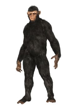 3D digital render of a big chimpanzee isolated on white background