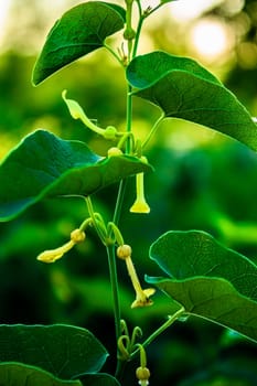 Beautiful blossoming yellow flower in the garden, green background