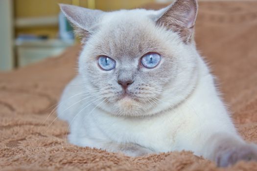 British Shorthair cat, British cat with blue eyes