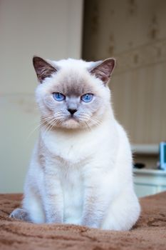 British Shorthair cat, British cat with blue eyes