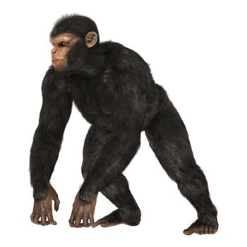 3D digital render of a big chimpanzee isolated on white background