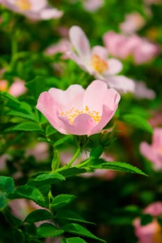 dog-rose, wild rose, briar