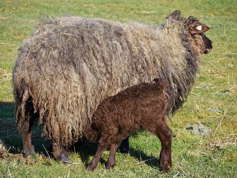 Mother sheep milk feeding  her young lamb in a green field