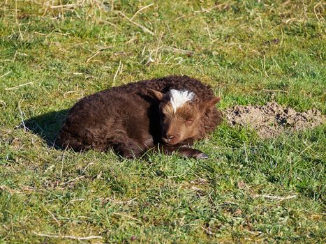 Cute brown young lamb sleeps in a field