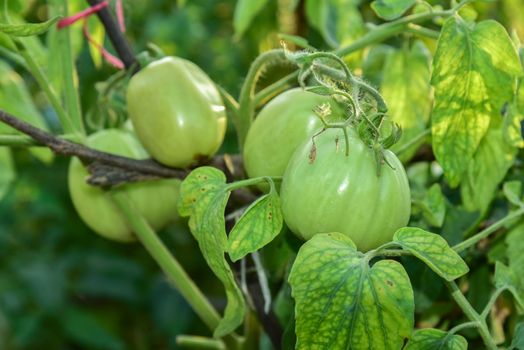 Tomatoes in the field