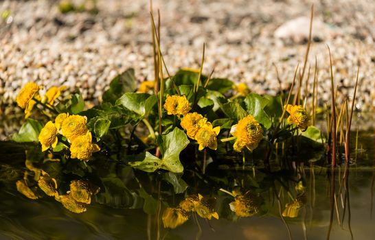 Yellow water plant in a garden pond.  The marsh-marigold or kingcup. Caltha palustris 'Multiplex' 