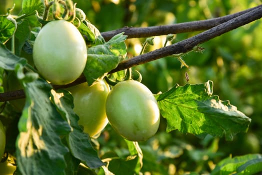 Tomatoes in the field