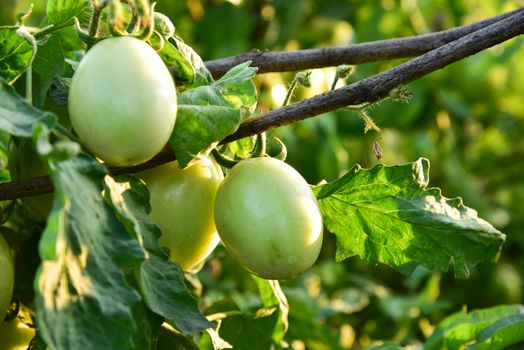 Tomatoes in the field