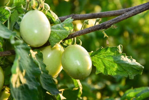 Tomatoes in the field