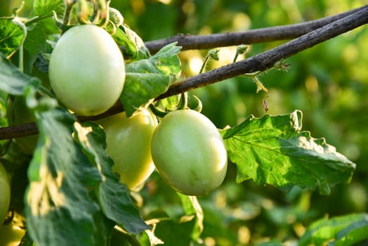 Tomatoes in the field