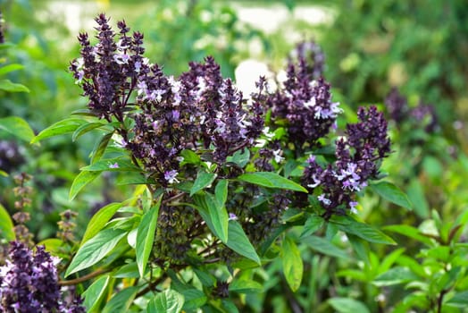 Fresh basil and blossom in the plantation