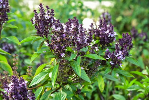 Fresh basil and blossom in the plantation