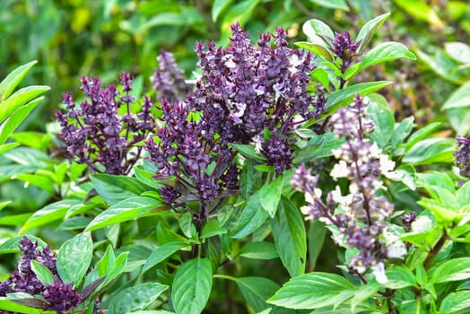 Fresh basil and blossom in the plantation