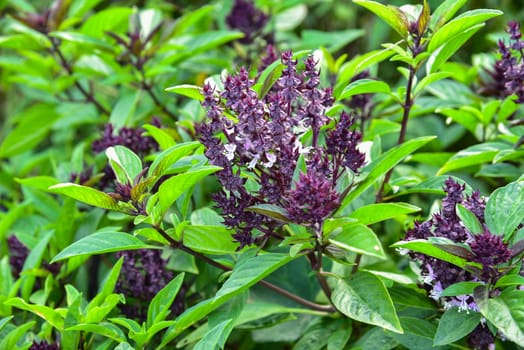 Fresh basil and blossom in the plantation