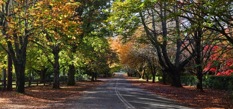 A tree lined avenue in Mt Wilson in the early stages of autumn.