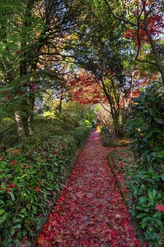 Nature rolls out the red carpet.  This pathway covered in fallen leaves of mostly red and rustic brown from nearby trees.  Blue Mountains, Australia.
