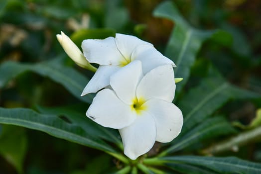 Frangipani flower