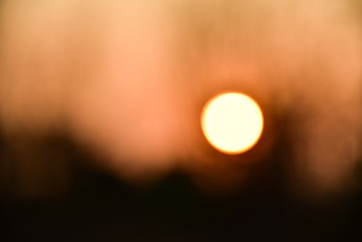 Dead tree in the sunset with a bright orange background