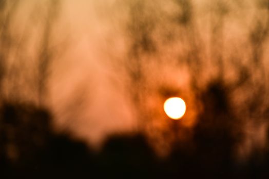 Dead tree in the sunset with a bright orange background