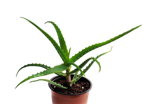 species of aloe in pot isolated on white background