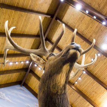 taxidermy stuffed deer buck