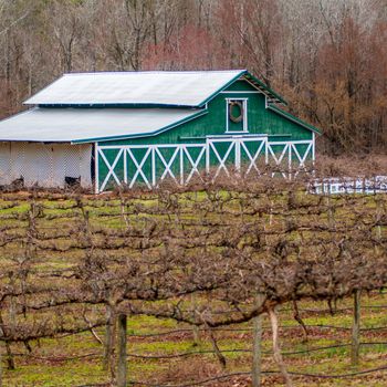 old vineyard in spring before season