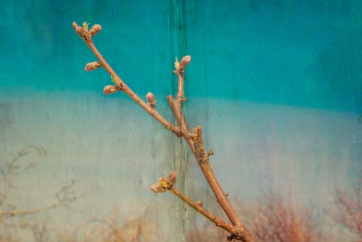 Textured old paper background with peach blossom branch