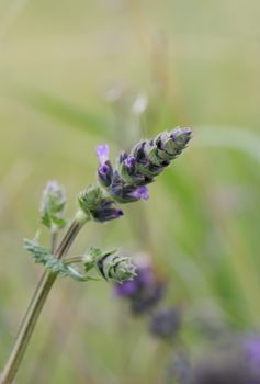 Soft lavender bud in the field.  Focus to tip