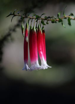 Native fuschia flower, Epacris longiflora.  A tiny flower, red tubular shaped with white lobes growing in the Sydney, Hawkesbury sandstone areas
