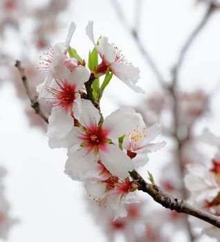 Beauty Pink and White Cheery Blossoms closeup on Blurred Cherry Tree and Cloudy Sky background