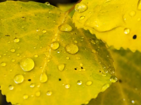 Aspen Leaf with Water Droplet