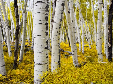 Aspen Forest in Colorado