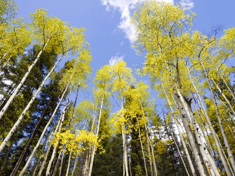 Colorado Aspen in Autumn