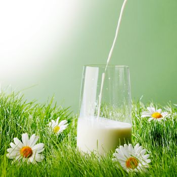 Pouring milk in a glass standing on flower field