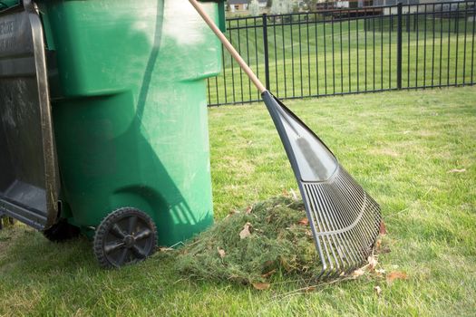 Raking up grass cuttings in spring during yard maintenance with a heap of clippings and a tined rake standing on a neatly manicured lawn alongside a plastic wheelie bin for composting