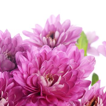 Flower pink chrysanthemums on isolated white background