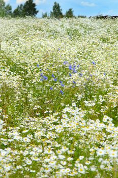 The summer field with daisies and cornflower