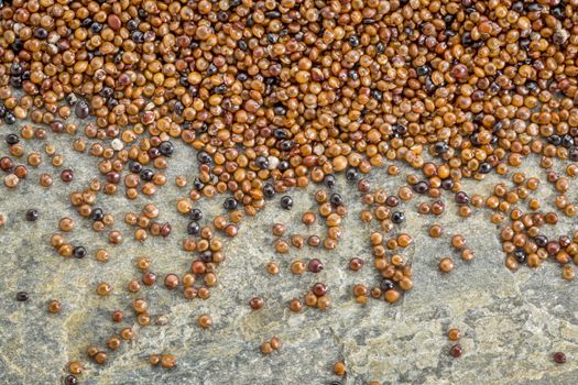 background of healthy, gluten free kaniwa grain on a slate rock