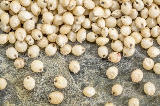 background of healthy, gluten free white sorghum grain on a slate rock