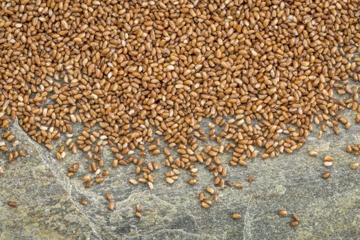 background of healthy, gluten free teff grain on a slate rock