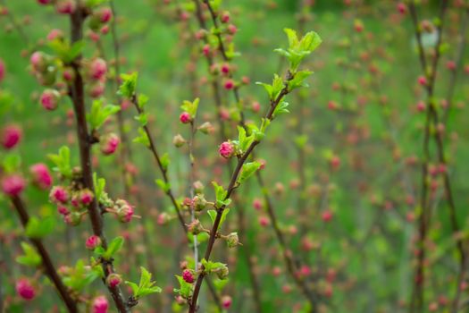 branch with little pink flowers, twig shrub with small pink flowers, flowers in the garden at springtime 