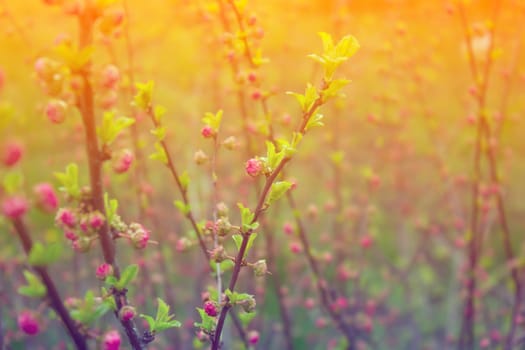 branch with little pink flowers, twig shrub with small pink flowers, flowers in the garden at springtime 