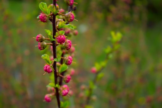 branch with little pink flowers, twig shrub with small pink flowers, flowers in the garden at springtime on the green background.