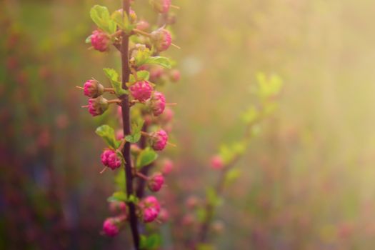 branch with little pink flowers, twig shrub with small pink flowers, flowers in the garden at springtime 