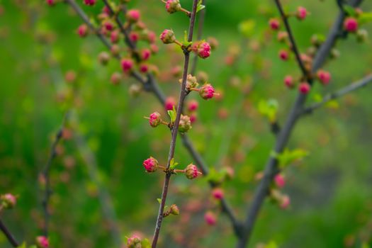 branch with little pink flowers, twig shrub with small pink flowers, flowers in the garden at springtime 