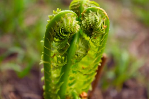 Photo of green fern growing in garden