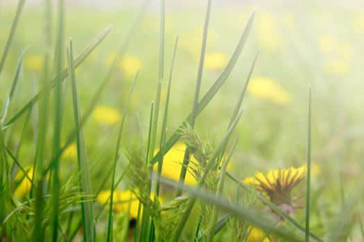 Yellow dandelion flowers with leaves in green grass, spring photo