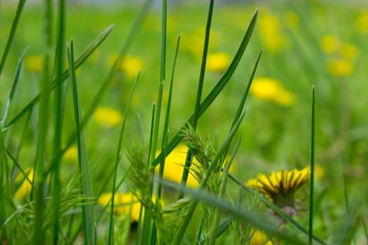 Yellow dandelion flowers with leaves in green grass, spring photo