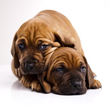 Baby dogs, beautiful bright pet concept